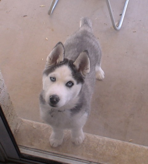 Apollo looking in through the window