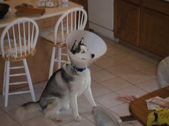 Apollo wearing his lampshade