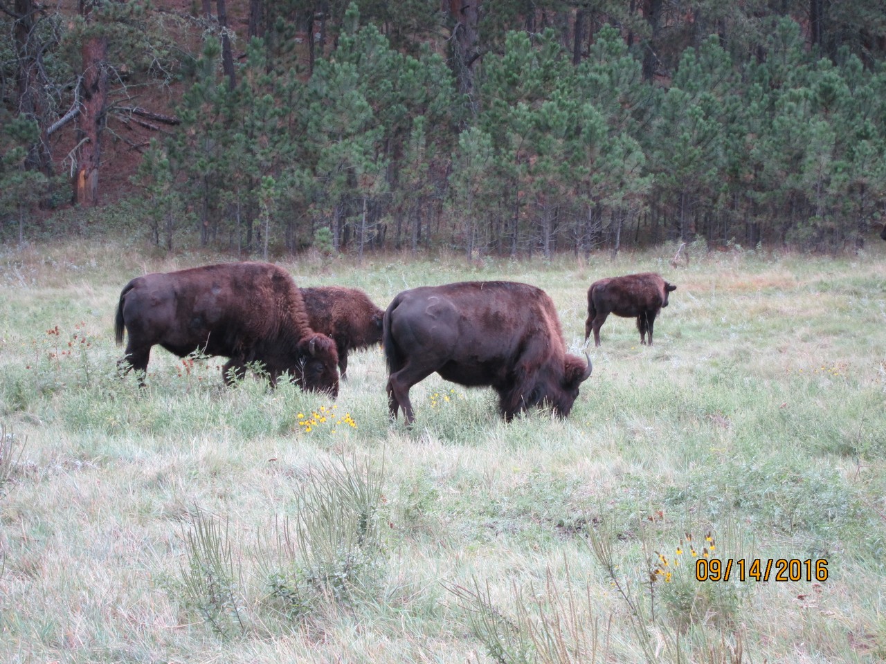 Bison