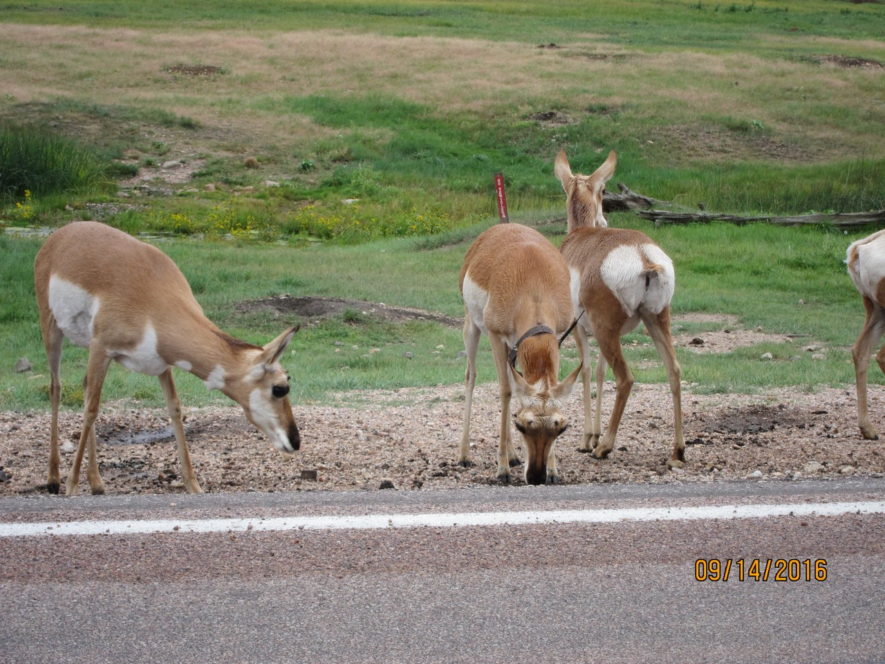 Pronghorn