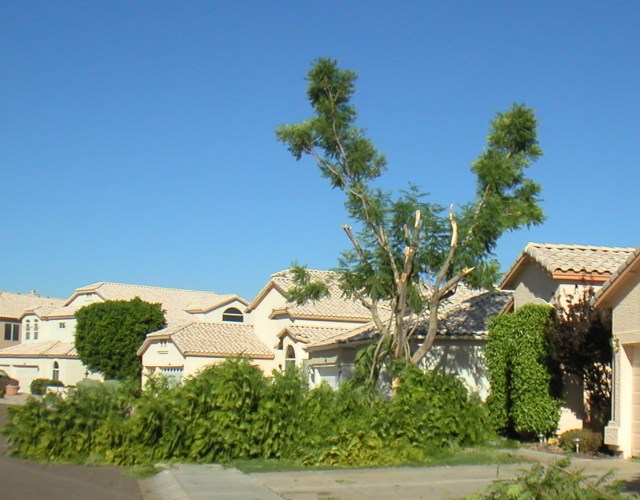 Neighbor's topped tree