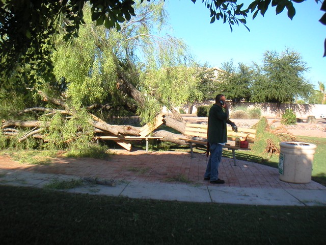 Tree fell on a bench