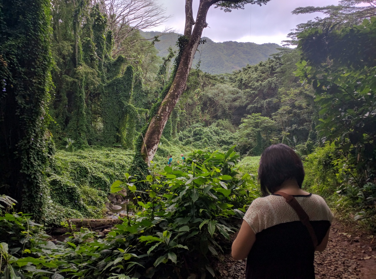 On the trail to Manoa Falls